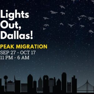 Laura Bush Instagram - I’m thrilled that Dallas is going lights out during the peak of the fall bird migration! 

Throughout the next month, hundreds of millions of birds will migrate through our state. We can ensure their safe passage with the simple act of turning off non-essential lights at night. 

Dallas has been a leader in the Lights Out Texas efforts, and I want to thank Mayor Johnson for setting a fine example. I invite all Texans to join us as we darken the skies for the great fall migration. And look up …you might see something spectacular. 

#LightsOutTexas #TexanbyNature