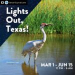 Laura Bush Instagram - Repost from @texanbynature • Calling all nature lovers to participate in #LightsOutTexas 📢 Help protect our feathered friends by turning off all non-essential lighting outside and inside March 1 – June 15, 11 pm to 6 am each night. Doing so will help over 1 BILLION birds migrating through Texas every night this season! #LightsOutTexas #TexanbyNature #Bringbirdsback @TexanByNature @audubontexas