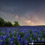 Laura Bush Instagram – Repost from @texanbynature
•
Today kicks off #InternationalDarkSkiesWeek! 🌌 So, why should we value #darkskies? Here are three ways light at night affects human health:

🧑‍⚕️A new study found that outdoor light at night increases the risk of diabetes by impairing blood glucose control. (Over 9 million cases of diabetes in Chinese adults were attributed to light exposure at night)

😴Too much exposure to artificial lighting at night slows down the production of melatonin (our main sleep hormone) in humans, making it harder to fall asleep and sleep soundly. 

🧠Over time, sleep disruption can lead to health complications including unhealthy weight gain and brain fog. 

Protecting dark skies with lighting practices approved by @idadarksky & @ida_texas protects our natural circadian rhythm (sleep and wake pattern) and human health.