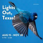 Laura Bush Instagram - Help protect migrating birds like the beautiful Indigo Bunting by turning off non-essential lights at night from 11 pm - 6 am through November 30. Every light turned out helps save migrating birds. Learn more: https://texanbynature.org/lightsouttexas/ #LightsOutTexas #TexanbyNature #Bringbirdsback @TexanByNature @audubontexas