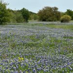 Laura Bush Instagram - Bluebonnets, the state flower of Texas, as far as the eye can see. #BeautifulTexas