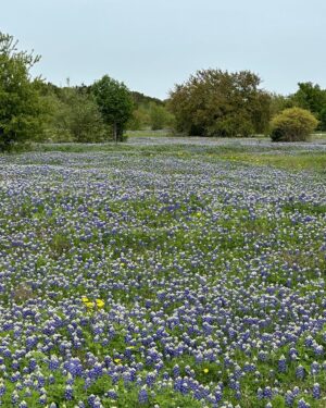 Laura Bush Instagram - Bluebonnets, the state flower of Texas, as far as the eye can see. 
#BeautifulTexas
