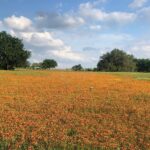 Laura Bush Instagram - Beautiful Texas! Indian Blanket - Gaillardia