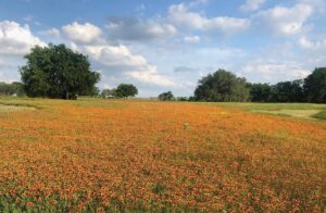 Laura Bush Instagram - Beautiful Texas! Indian Blanket - Gaillardia