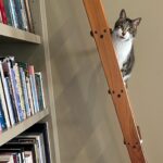Laura Bush Instagram - Library Cat Bob