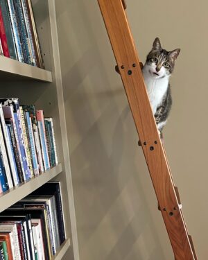 Laura Bush Instagram - Library Cat Bob