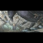 Laura Heikkala Instagram - Crow’s Nest | Two days left until the opening of my solo show 「小さな人間の魔法のような日常」 !!!