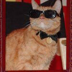 Laura Ramoso Instagram – @lau_ramoso wants to give your cat a purrrfect name