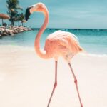 Lauren Gottlieb Instagram – FLAMINGOS!!! I’ll never be the same after this 🦩🤩

📸 @newinflux 💓

#aruba #rennaissanceisland #flamingo #flamingoisland #holiday #beach #vacation