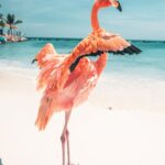 Lauren Gottlieb Instagram – FLAMINGOS!!! I’ll never be the same after this 🦩🤩

📸 @newinflux 💓

#aruba #rennaissanceisland #flamingo #flamingoisland #holiday #beach #vacation