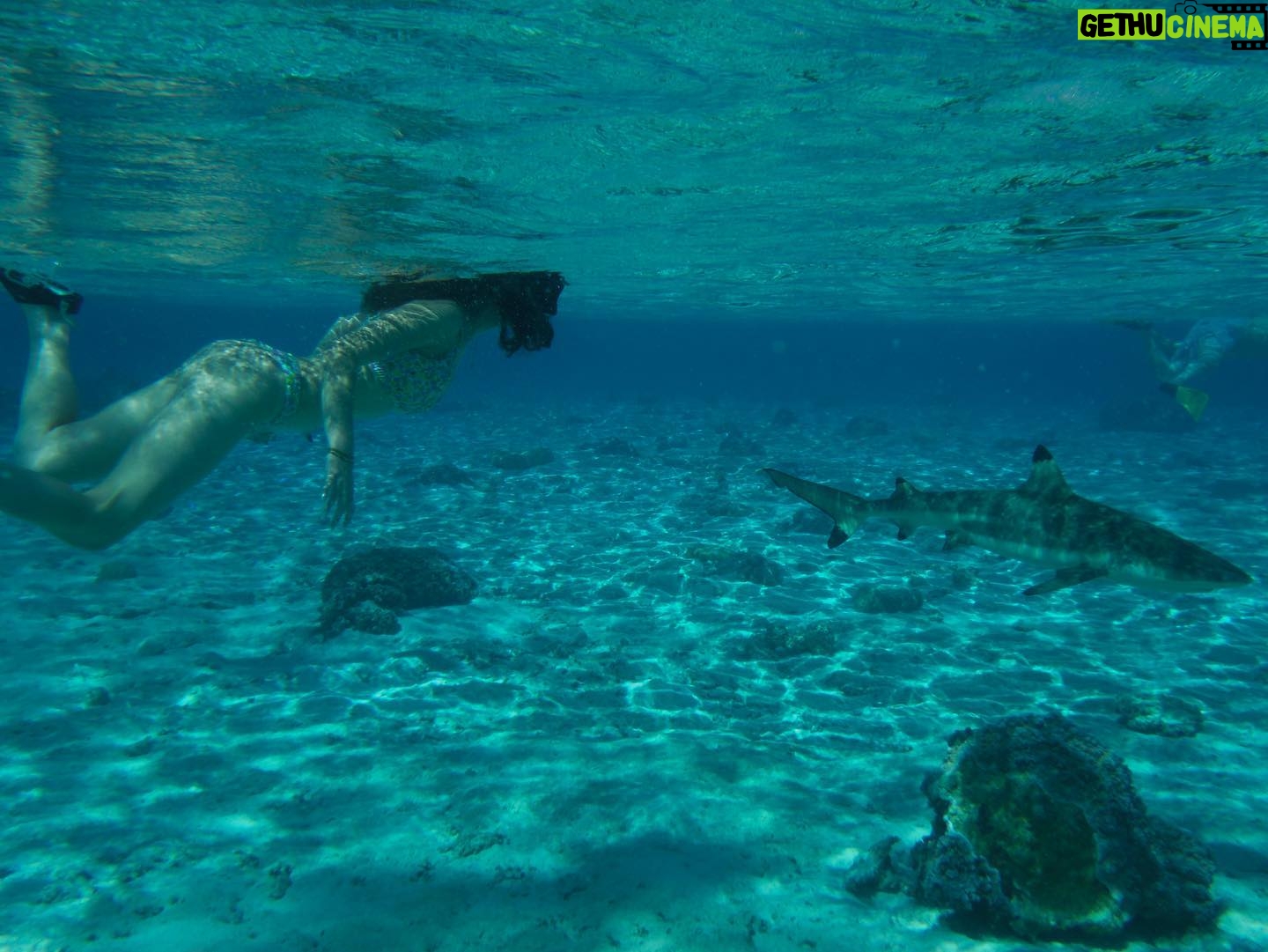 Lauren Lindsey Donzis Instagram - hella sharks, still no mermaids