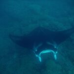 Lauren Lindsey Donzis Instagram - hella sharks, still no mermaids