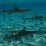 Lauren Lindsey Donzis Instagram - hella sharks, still no mermaids