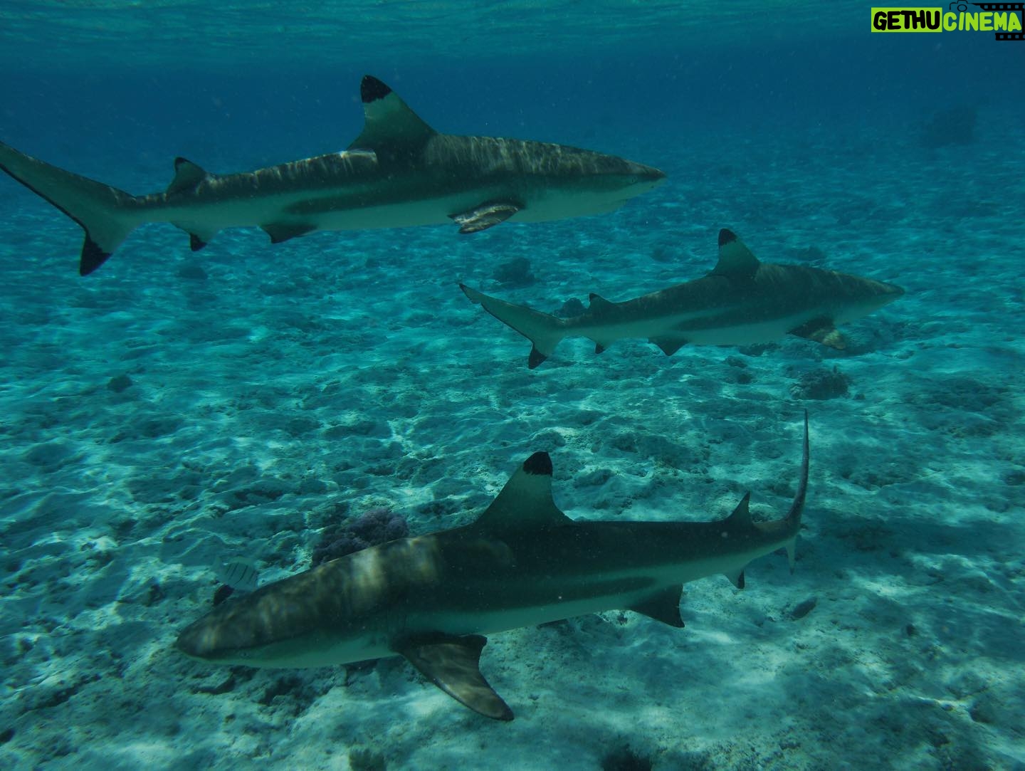 Lauren Lindsey Donzis Instagram - hella sharks, still no mermaids