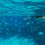 Lauren Lindsey Donzis Instagram - hella sharks, still no mermaids
