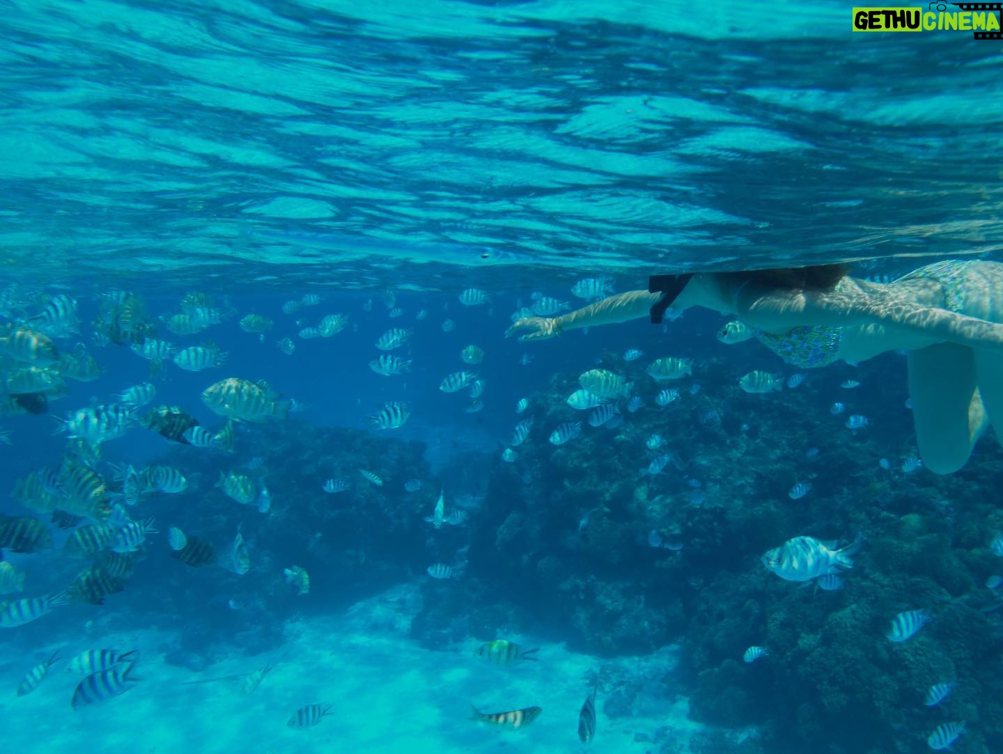 Lauren Lindsey Donzis Instagram - hella sharks, still no mermaids