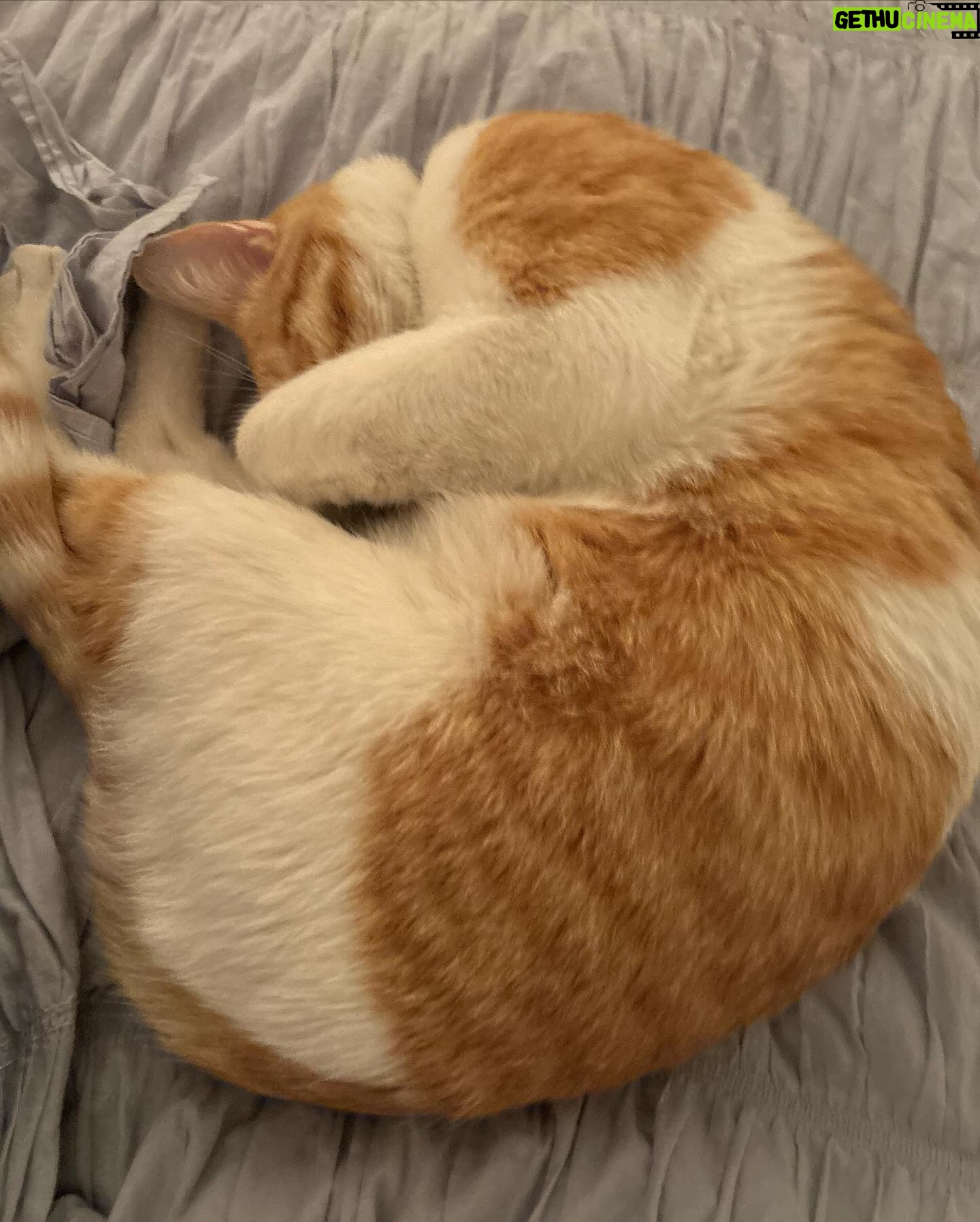Lauren Lindsey Donzis Instagram - this is buster. buster is perfect. everyone say hi to him