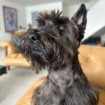 Lavínia Vlasak Instagram - #PhotoDump de uma quarta feira 🥰