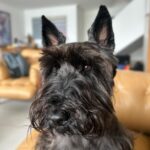 Lavínia Vlasak Instagram - #PhotoDump de uma quarta feira 🥰