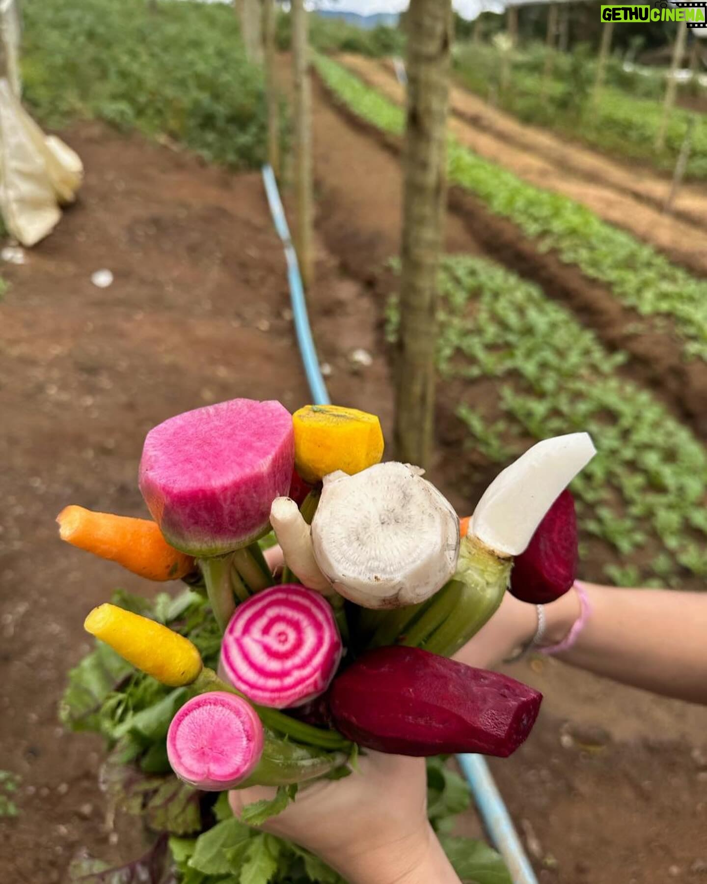 Lavínia Vlasak Instagram - #Tbt de um finde maravilhoso na fazenda de amigos! Comida boa, paz e sem celular! 🤪