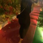 Leïla Bekhti Instagram - À Cannes j’ai : - réfléchi visiblement - j’étais trop heureuse de retrouver des gens que j’aime - j’ai eu la chance de manger des pizzas - je me suis allongée sur un balcon - j’ai imité l’une de mes actrices préférées - j’étais avec des teams de rêve - j’ai assisté au dîner lights on women et c’est FATIMA KACI qui s’est distinguée avec son court métrage - j’ai croisé un des personnages de « je verrai toujours vos visages » mais qui? - et on s’est pris pour Eminem pendant 30 secondes avec Adèle, je pensais qu’elle connaissait les paroles , j’ai été prise d’une jalousie profonde mais finalement elle faisait du Yahourt comme moi , du coup j’ai été hyper rassurée . . Et évidemment bravo à Justine Triet et toute son équipe pour cette palme 💘