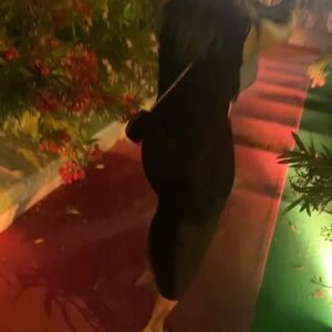 Leïla Bekhti Instagram - À Cannes j’ai :
- réfléchi visiblement 
- j’étais trop heureuse de retrouver des gens que j’aime 
- j’ai eu la chance de manger des pizzas 
- je me suis allongée sur un balcon 
- j’ai imité l’une de mes actrices préférées 
- j’étais avec des teams de rêve 
- j’ai assisté au dîner lights on women et c’est FATIMA KACI qui s’est distinguée avec son court métrage 
- j’ai croisé un des personnages de « je verrai toujours vos visages » mais qui?
- et on s’est pris pour Eminem pendant 30 secondes avec Adèle, je pensais qu’elle connaissait les paroles , j’ai été prise d’une jalousie profonde mais finalement elle faisait du Yahourt comme moi , du coup j’ai été hyper rassurée . 

.
Et évidemment bravo à Justine Triet et toute son équipe pour cette palme 💘