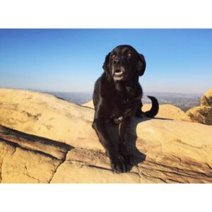 Leah Jenner Instagram - New Year's Day hike with @brandontjenner @ltlindathompson and the dude. 🎉🙏