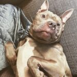 Leanna Decker Instagram - Monday mood 🐶❤️😴