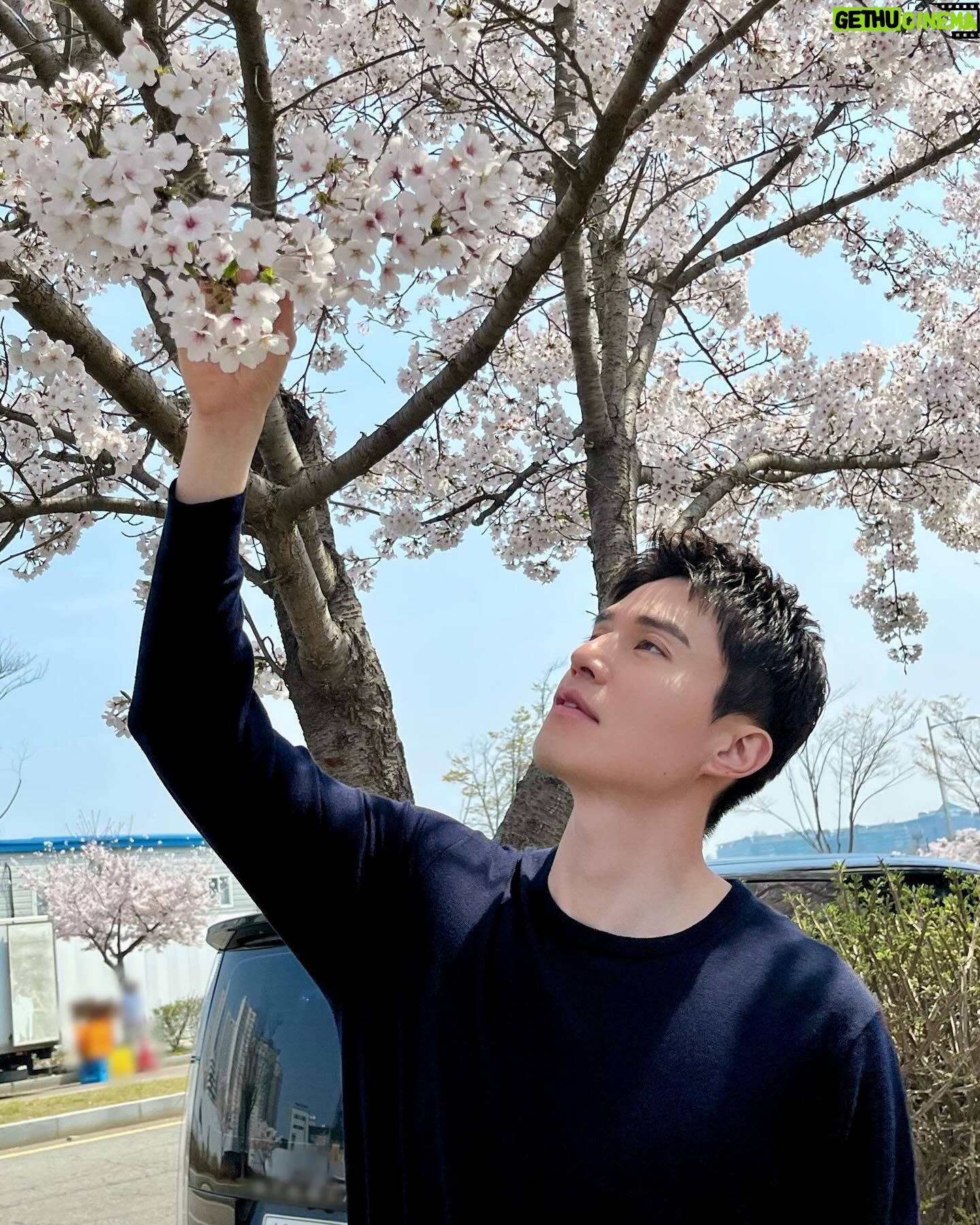 Lee Dong-wook - 1.5 Million Likes - 벚꽃 예쁘다🌸🩷