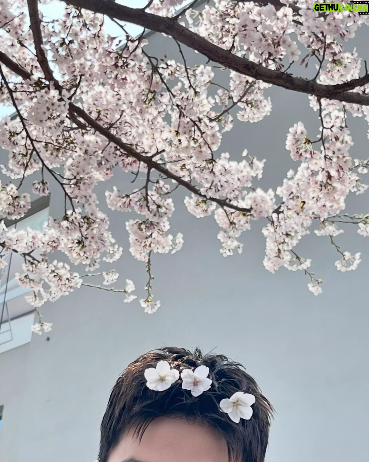 Lee Dong-wook - 1.5 Million Likes - 벚꽃 예쁘다🌸🩷