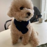 Lee Hae-ri Instagram - 요즘 젤 좋아하는!!!! 자가비 케첩맛…초코파이 바나나…. 넘 예쁜 올리비에🫒 그리고…목도리 쟈감이🤎