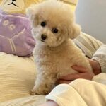 Lee Hae-ri Instagram - 요즘 젤 좋아하는!!!! 자가비 케첩맛…초코파이 바나나…. 넘 예쁜 올리비에🫒 그리고…목도리 쟈감이🤎