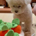 Lee Hae-ri Instagram - 당근밭이 이렇게나 무섭습니다🥕 이모부랑 엄마가 하나도 안 도와줘서 속땽한 감쟈 처음은 항상 어렵다 끄치🤎 #당근밭중독자#실지로는당근싫어함#당근다뱉음