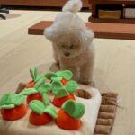 Lee Hae-ri Instagram - 당근밭이 이렇게나 무섭습니다🥕 이모부랑 엄마가 하나도 안 도와줘서 속땽한 감쟈 처음은 항상 어렵다 끄치🤎 #당근밭중독자#실지로는당근싫어함#당근다뱉음