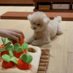 Lee Hae-ri Instagram - 당근밭이 이렇게나 무섭습니다🥕 이모부랑 엄마가 하나도 안 도와줘서 속땽한 감쟈 처음은 항상 어렵다 끄치🤎 #당근밭중독자#실지로는당근싫어함#당근다뱉음