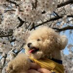 Lee Hae-ri Instagram - 요즘 내 출근 유니폼 그리고 엄마 발이 포근한 내사랑 바부🤎