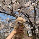 Lee Hae-ri Instagram - 요즘 내 출근 유니폼 그리고 엄마 발이 포근한 내사랑 바부🤎