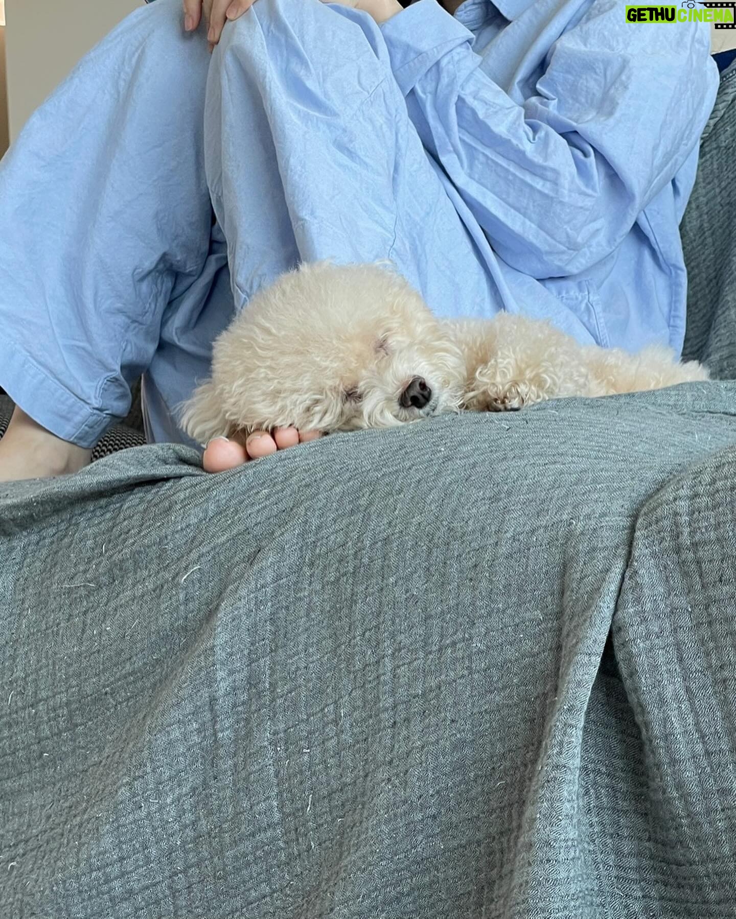 Lee Hae-ri Instagram - 요즘 내 출근 유니폼 그리고 엄마 발이 포근한 내사랑 바부🤎