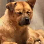 Lee Hyo-ri Instagram – 꼬깜이를 소개함니다.  임보중.  주특기 싫은척 좋아함