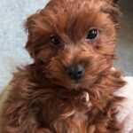Leigh-Allyn Baker Instagram – Good morning! 

#dogsofinstagram #chewbacca #berenstainbears #cavapoo #dogslife