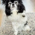 Leigh-Allyn Baker Instagram - A giant piece of my heart is missing. This girl was my ride or die for 16 1/2 years! I had her before I had children. My heart is broken. But thank you God for the time we had together! It was priceless. I’ll miss you everyday, sweet Fina! I can’t wait to see you again! I’ll love you forever. #dogs #dogloversofinstagram #heartbroken #loss #mansbestfriend #love #truelove Thank you @digismilesphotography for the incredible pictures. I’ll cherish them forever!