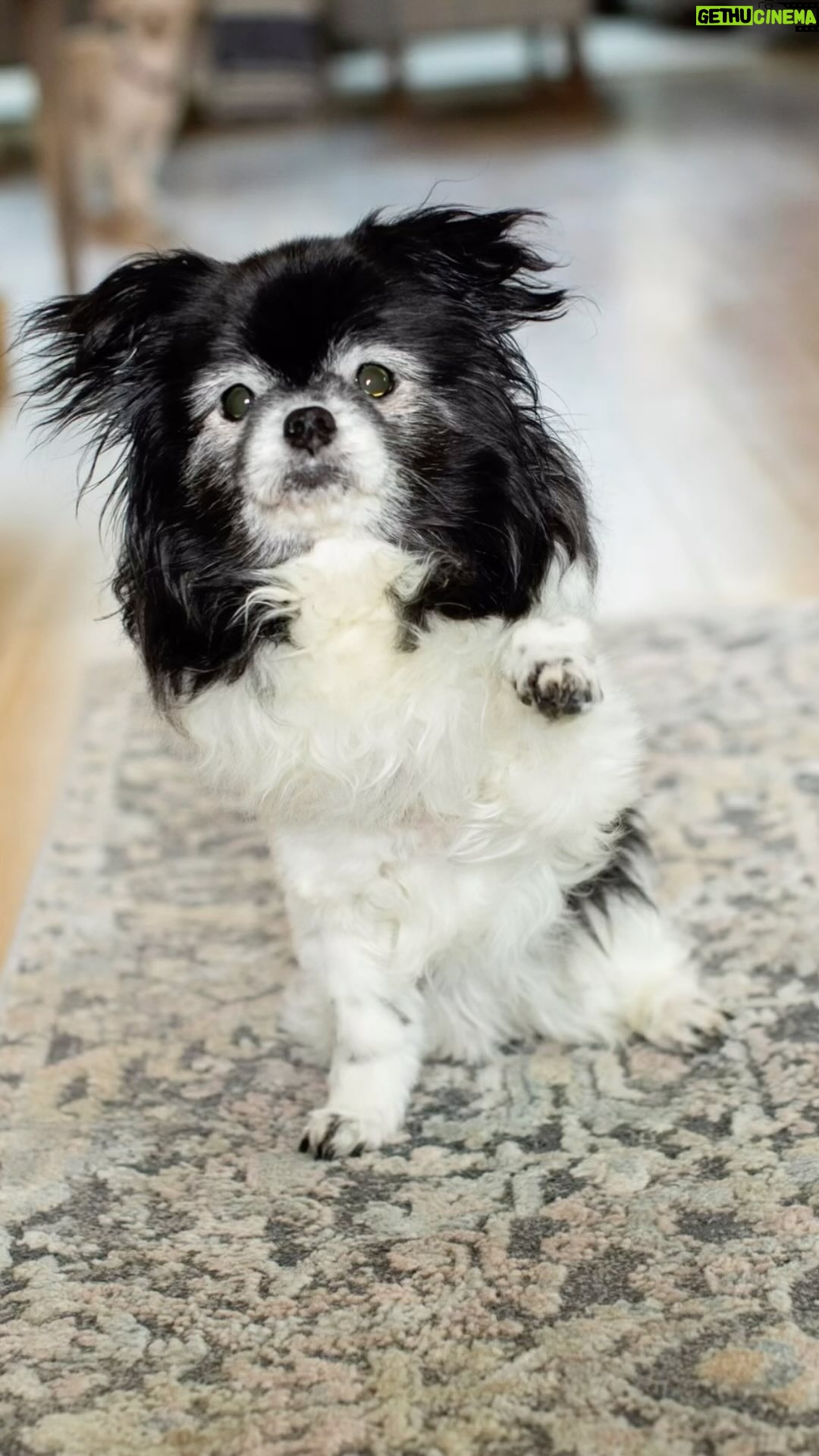 Leigh-Allyn Baker Instagram - A giant piece of my heart is missing. This girl was my ride or die for 16 1/2 years! I had her before I had children. My heart is broken. But thank you God for the time we had together! It was priceless. I’ll miss you everyday, sweet Fina! I can’t wait to see you again! I’ll love you forever. #dogs #dogloversofinstagram #heartbroken #loss #mansbestfriend #love #truelove Thank you @digismilesphotography for the incredible pictures. I’ll cherish them forever!