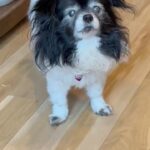 Leigh-Allyn Baker Instagram - Am I the only one with talkative dogs like this? 🤪🤣 what are some things your pets do? 🥺 #dogsofinstagram