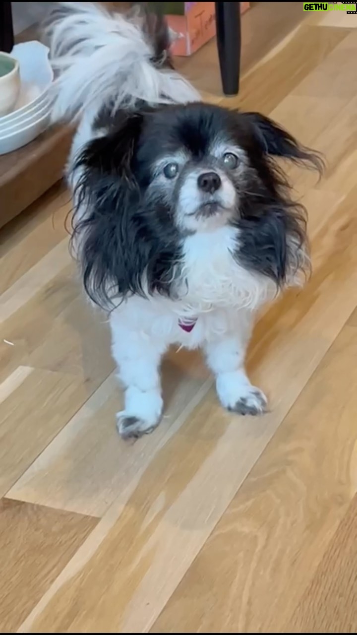Leigh-Allyn Baker Instagram - Am I the only one with talkative dogs like this? 🤪🤣 what are some things your pets do? 🥺 #dogsofinstagram