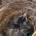 Leigh-Allyn Baker Instagram - New baby! We’ve become a #birdsanctuary #robin #robins #robinsnest #robinsegg #robineggs #wildlife #wildlifephotography #birdwatching