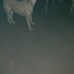 Leila Bolukat Instagram - پ.ن:قابل توجه دوستانی که گلایه مند هستن که با مردم خوزستان همدرد نیستم،گویا پیج بنده و استوریهای بنده رو مشاهده نمیکنید از روز اول همراه بودم و هنوزم هستم و از هیچ چیزی دریغ نکردم و تعدادی دستگاه اکسیژن هم تهیه شده برای اون منطقه بجای نذر قربانی عید قربان،پس قضاوت نفرمائید سپاس🙏 #لیلا_بلوکات #با_حیواتنات_رفتار_بهتری_داشته_باشیم
