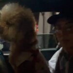 Leila Bolukat Instagram - #حیوانات_حق_زندگی_دارند_دقیقا_مثل_انسانها #حیوانات_را_دوست_بداریم #حیوانات_احساس_دارند #حیوانات_را_آزار_ندهیم #حیوانات_حق_زندگی_دارند