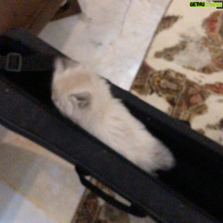 Leila Bolukat Instagram - بمناسبت روز جهانی گربه چند ویدیو از بچه گربه های دوست داشتنیم (تامی،تیله،طوسی)، از دو ماهگی تا الان 🌿💞🙋♀️ لطفا ورق بزنید 🙏 #لیلا_بلوکات #گربه_ها #با_حیوانات_مهربان_باشیم #روز_جهانی_گربه