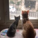 Leila Bolukat Instagram - بمناسبت روز جهانی گربه چند ویدیو از بچه گربه های دوست داشتنیم (تامی،تیله،طوسی)، از دو ماهگی تا الان 🌿💞🙋‍♀️ لطفا ورق بزنید 🙏 #لیلا_بلوکات #گربه_ها #با_حیوانات_مهربان_باشیم #روز_جهانی_گربه