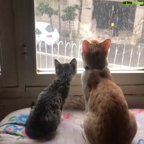 Leila Bolukat Instagram - بمناسبت روز جهانی گربه چند ویدیو از بچه گربه های دوست داشتنیم (تامی،تیله،طوسی)، از دو ماهگی تا الان 🌿💞🙋♀️ لطفا ورق بزنید 🙏 #لیلا_بلوکات #گربه_ها #با_حیوانات_مهربان_باشیم #روز_جهانی_گربه